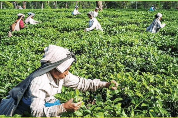Plantation & Agriculture